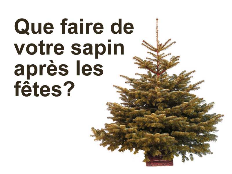 sapin noel 