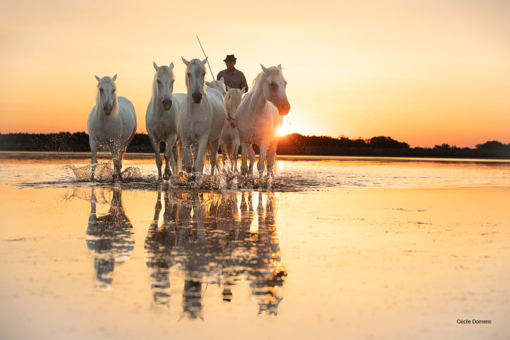 Chevaux Camargue dans les étangs Photo Cécile Domens