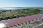 Vignoble des Sables de Camargue