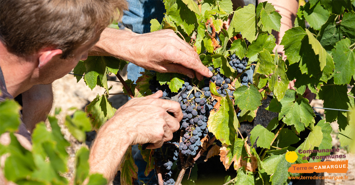 vendanges dans le Beaujolais