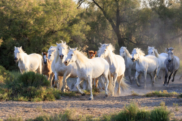 Chevaux en Camargue