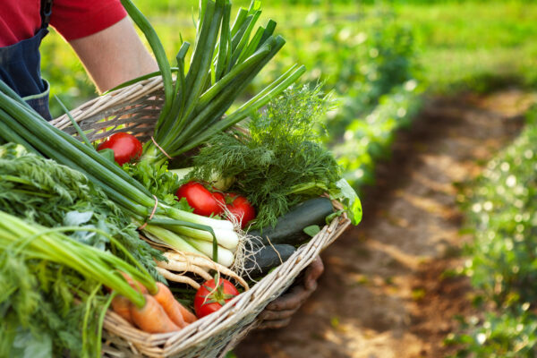 Le projet alimentaire territorial Vidourle Camargue